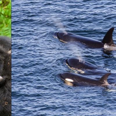 Left: mountain gorillas. Photo: Andries3 (CC BY-NC 2.0) https://www.flickr.com/photos/andriesoudshoorn. Right: J pod southern resident orcas – Photo: Miles Ritter (CC BY-NC-SA 2.0) https://www.flickr.com/photos/mrmritter/42903242165