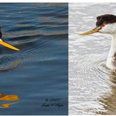Clark’s grebe, left, is similar to the western grebe, right, but has white around the eye and a brighter yellow bill (photos by Joe Higbee).