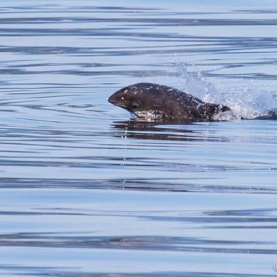 Harbor Porpoise (Phocoena phocoena). Bellingham Bay, WA. Photo: Andrew Reding (CC BY-NC-ND 2.0) https://www.flickr.com/photos/seaotter/9509722373/