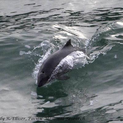 A surfing harbor porpoise in Burrows Pass, off Fidalgo Island, WA. Photo: Copyright Cindy R. Elliser, Pacific Mammal Research http://pacmam.org/