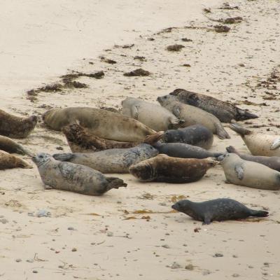 Harbor seals at haulout site. Photo courtesy of WDFW: http://wdfw.wa.gov/wildwatch/sealcam/.
