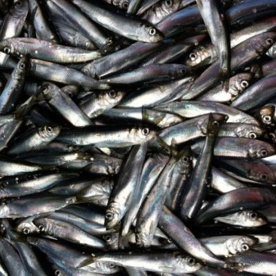 Young adult herring from Puget Sound.Margaret Siple/University of Washington