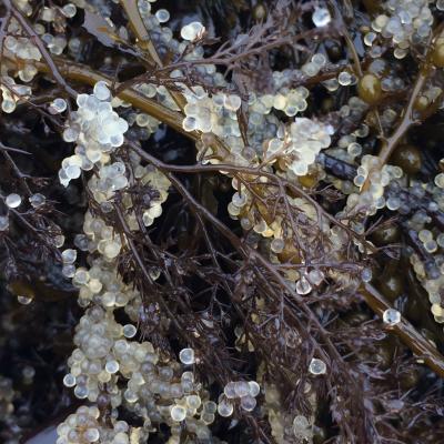 Puget Sound herring eggs on seaweed. Margaret Siple/University of Washington