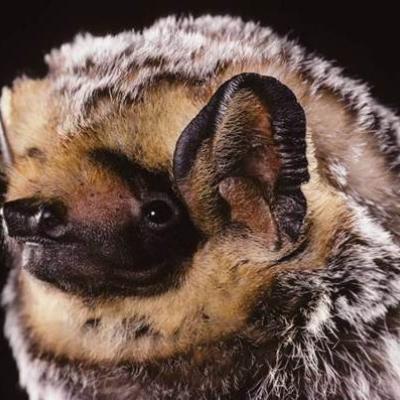 Image copyright Merlin D. Tuttle, Bat Conservation International, www.batcon.org