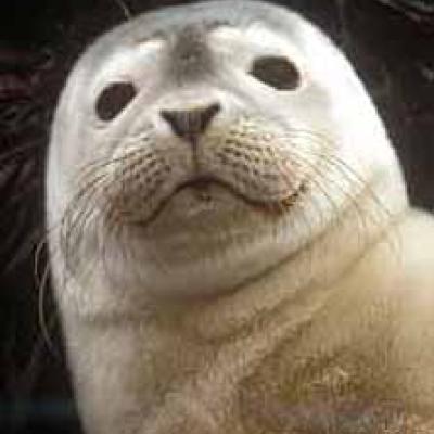 Harbor seal pup. Photo courtesy of NOAA.