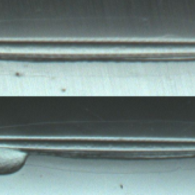 Pacific herring exposed to 50% urban stormwater runoff experienced stunted growth, unabsorbed yolk sacs, and smaller eyes than control seawater Photo credit: Louisa Harding, WSU