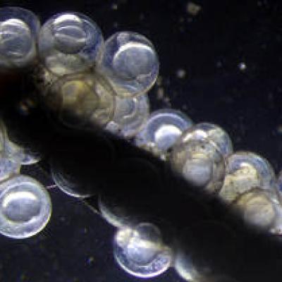 Herring embryos. Photo courtesy of NOAA