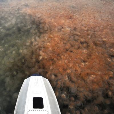 Jellyfish surround a floatplane pontoon. Photo courtesy of Washington Department of Ecology.