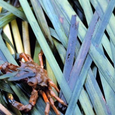 Kelp crab on eelgrass. Photo courtesy NOAA Photo Library