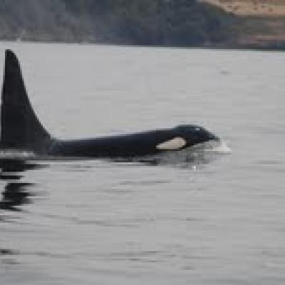 Killer whale (Orcinus orca). Photo by Joseph Gaydos. 