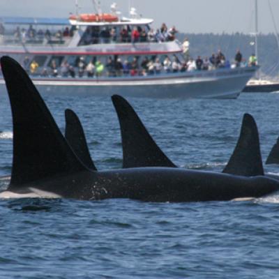 Killer whales and boat in Puget Sound. Photo courtesy of NOAA.