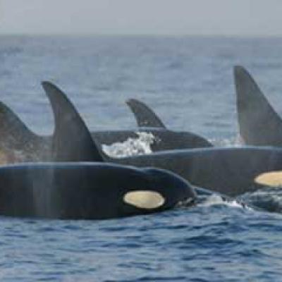 Southern resident orcas. Photo: NOAA http://www.nmfs.noaa.gov/pr/species/mammals/cetaceans/killerwhale_photos.htm