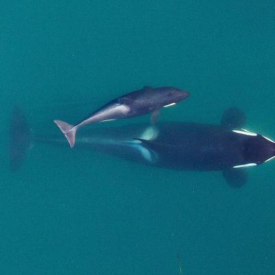 Photogrammetry image of an adult female Southern Resident (J16) as she’s about to surface with her youngest calf, born earlier in 2015, alongside. Photo: NOAA Fisheries, Vancouver Aquarium