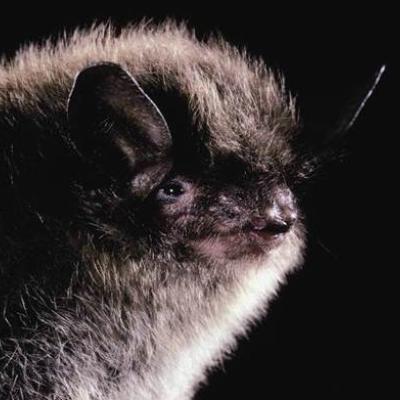 Image copyright Merlin D. Tuttle, Bat Conservation International, www.batcon.org