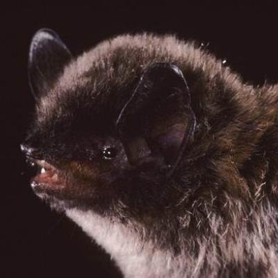 Image copyright Merlin D. Tuttle, Bat Conservation International, www.batcon.org