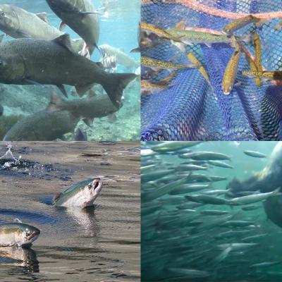 Clockwise from top left: 1) Spring Chinook Salmon. Photo: Michael Humling, US Fish & Wildlife Service. 2) Juvenile salmon in seine. Photo courtesy: Long Live the Kings https://lltk.org/ 3) A harbor seal hunting anchovies. From Howe Sound Ballet video by Bob Turner: https://youtu.be/Ycx1hvrPAqc 4) Chinook salmon leaping at the Ballard Locks in Seattle. Photo: Ingrid Taylar (CC BY 2.0) https://www.flickr.com/photos/taylar/29739921130