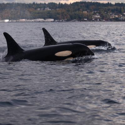 Two southern resident killer whales. Photo courtesy of NOAA. 