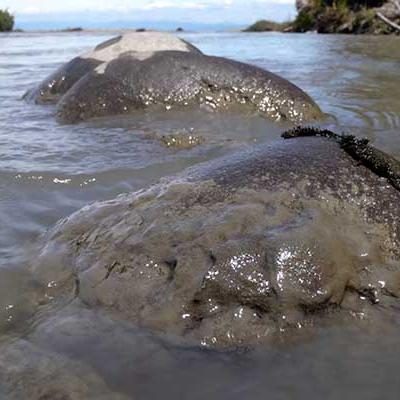 Photograph of sediment-covered rocks in the lower Elwha River just upstream of the river mouth at the Strait of Juan de Fuca (June 20, 2012, Chris Magirl).