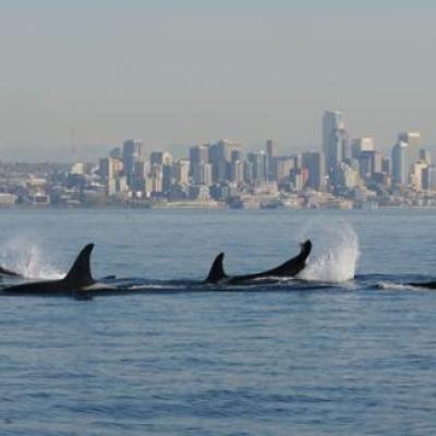 PCBs are leading culprits in the decline of Southern Resident Killer Whales in Puget Sound. Photo courtesy of NOAA.