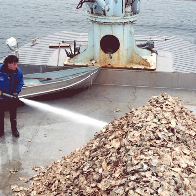 Oyster shell cultch containing seed oysters is washed onto a public beach. Image courtesy of WDFW.