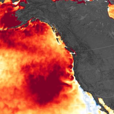 Map showing a marine heat wave known as "the blob" which spread across the northeastern Pacific Ocean from 2014 to 2016. Image: Joshua Stevens/NASA Earth Observatory, Data: Coral Reef Watch