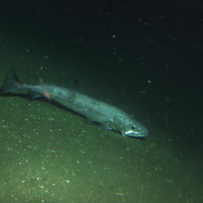 Pacific Hake (Merluccius productus). Image courtesy of NOAA.
