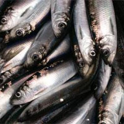 Pacific herring (Clupea pallasii). Image courtesy of NOAA.