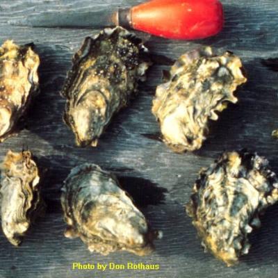 Pacific Oyster (Crassostrea gigas). Photo by Don Rothaus, courtesy of the Washington Department of Fish and Wildlife.