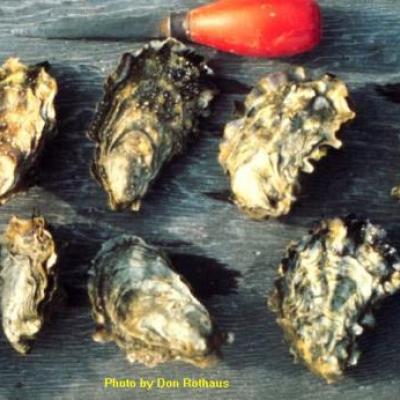 Pacific Oyster (Crassostrea gigas). Photo by Don Rothaus. Courtesy of the Washington Department of Fish and Wildlife.