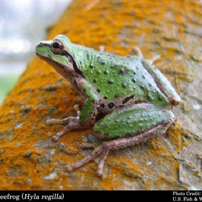 Pacific Treefrog; photo by James Bettaso, U.S. Fish and Wildlife Service