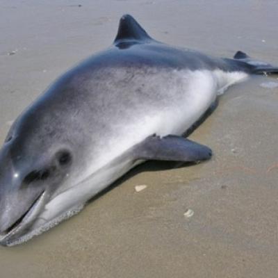 Harbour porpoise stranded due to bycattch. Source: Jan Haelters