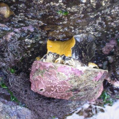 Pinto abalone. Photo courtesy of Dave Cowles, Walla Walla University.