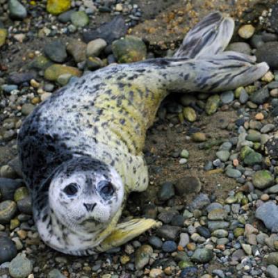 Harbor seal (Phoca vitulina). Photo by Peter Davis for the U.S. Fish and Wildlife Service.