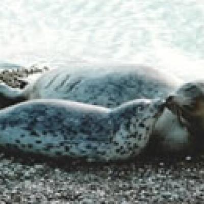 Harbor seal (Phoca vitulina). Photo courtesy of WDFW. 