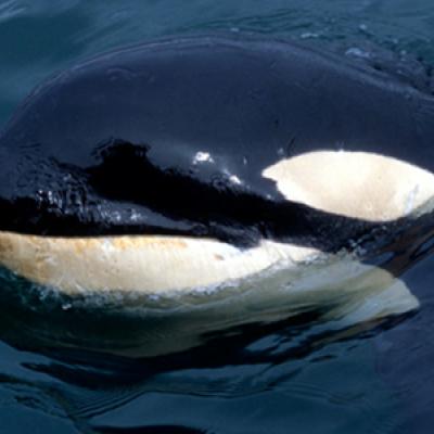 Orca whale in Puget Sound. Image courtesy of NOAA.