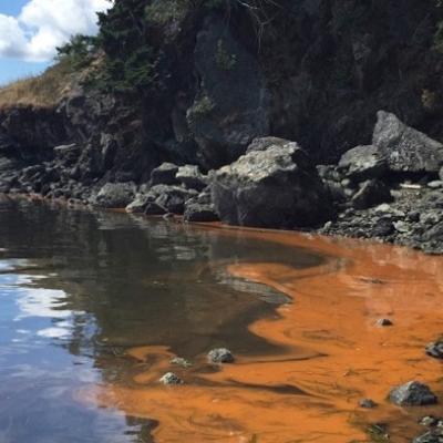 Due to the 'Red Tide' misnomer, blooms of red-colored algae, like this Noctiluca sp. (a dinoflagellate) seen here in Eastsound, Washington (July 2016), can cause undue public concern about harmful algal blooms. Photo: Jordan Cole