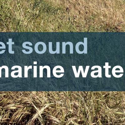A portion of the report cover with the report title and an image of a grassy shoreline. 