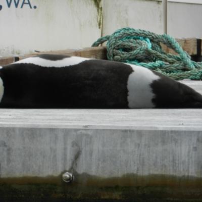 Ribbon seal sighted on January 11th, 2012 a dock on the Duwamish River, Seattle, Washington (credit Matt Cleland)