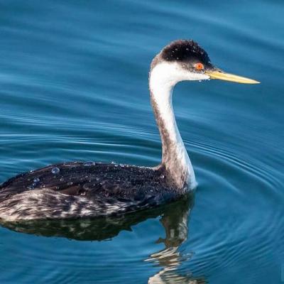 Western grebe. Public Pier, Blaine, WA. Photo: Andrew Reding https://www.flickr.com/photos/seaotter/10298390254