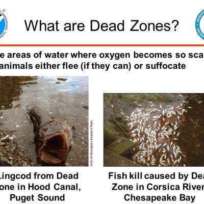 Image describing low oxygen "dead zones"; image courtesy of NOAA