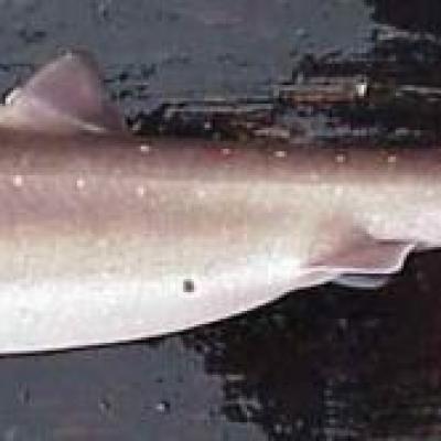 Spiny Dogfish (Squalus acanthias), a species typically found in Puget Sound marine waters. Image courtesy of NOAA.
