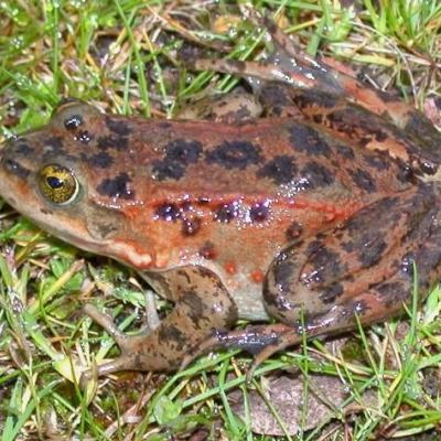 Female Oregon spotted frog (Rana pretiosa). Photo by Kelly McAllister.