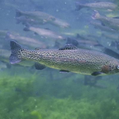 Steelhead (Oncorhynchus mykiss). Photo: Eric Engbretson, U.S. Fish and Wildlife Service