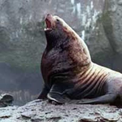 Steller Sea Lion (Eumetopias jubatus). Photo by NOAA Fisheries. 