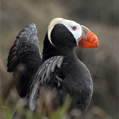 The Tufted Puffin is among 125 species of concern found in the Salish Sea. Photo: Peter Hodum.