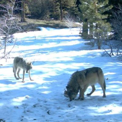 Members of the Teanaway pack, April 2011. Photo by U.S. Forest Service