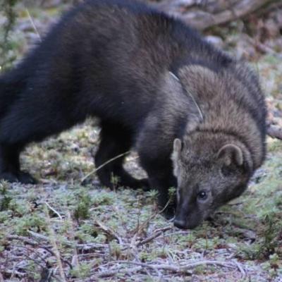 Fisher released on the Olympic Peninsula. Photo by Jessica Hoffman.