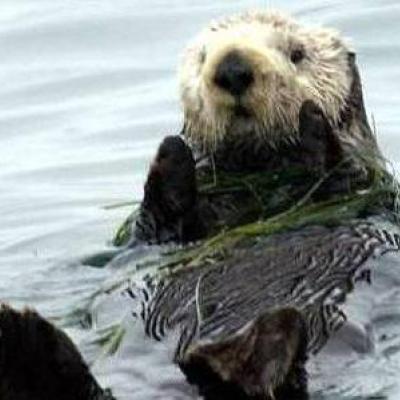 Figure 1. Sea otter (photo by USFWS).