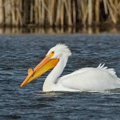 American White Pelican, Grant County. Photo by Joe Higbee.