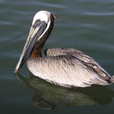 Brown pelican. Photo by D. Stinson.